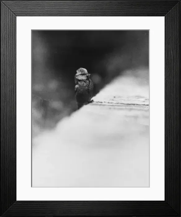 Framed Print : BLUE TIT. A Blue Tit on a wall. Date: 1930s Framed Print : BLUE TIT. A Blue Tit on a wall. Date: 1930s
