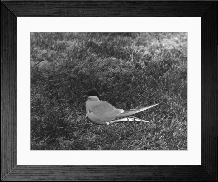 Framed Print : Arctic Tern