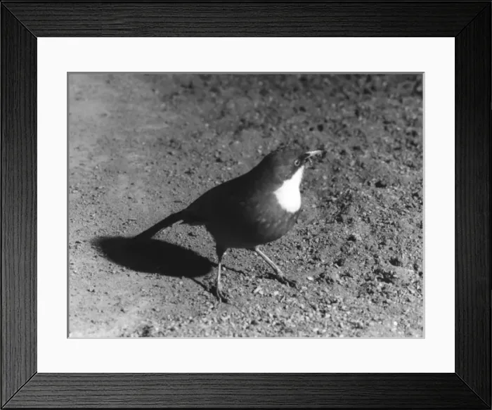 Framed Print : Laughing Thrush Framed Print : Laughing Thrush