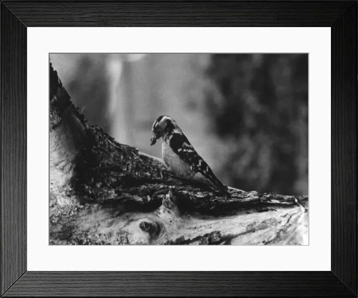 Framed Print : Spotted Woodpecker