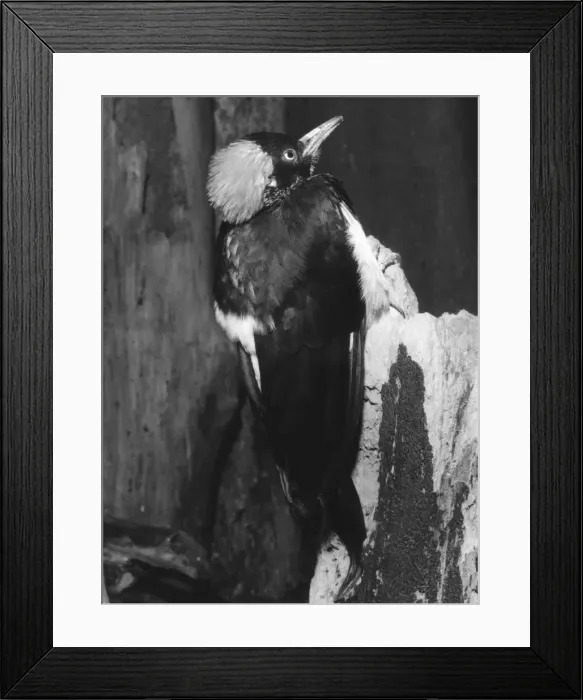 Framed Print : Black Woodpecker Framed Print : Black Woodpecker