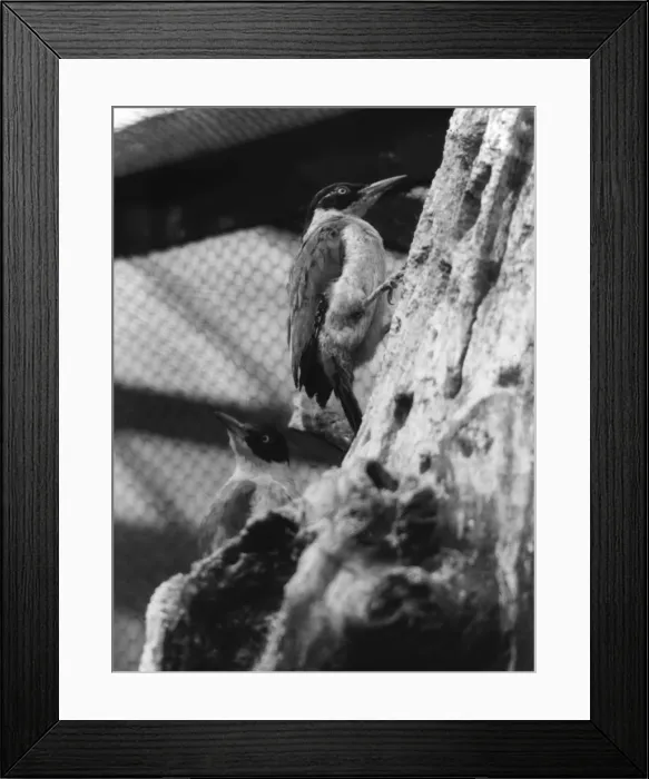 Framed Print : Green Woodpecker Framed Print : Green Woodpecker