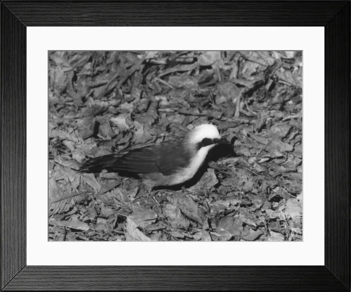 Framed Print : Laughing Thrush Framed Print : Laughing Thrush