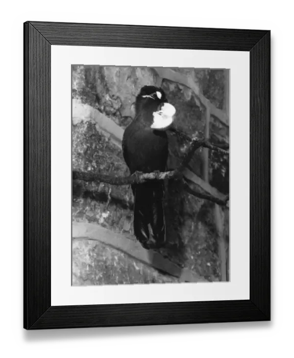 Framed Print : Hartlaubs Touroco Framed Print : Hartlaubs Touroco