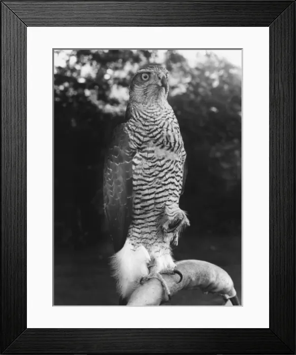 Framed Print : GOSHAWK. A Goshawk. Date: 1960s Framed Print : GOSHAWK. A Goshawk. Date: 1960s