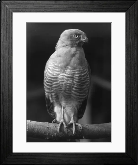 Framed Print : Roadside Hawk Framed Print : Roadside Hawk