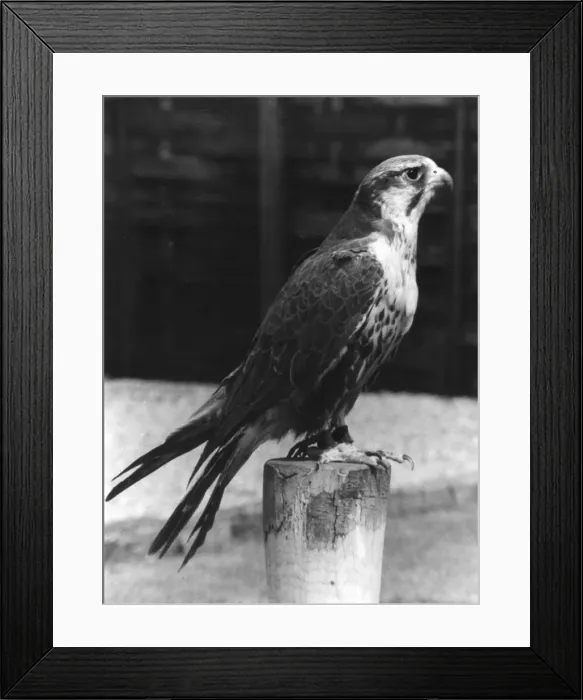 Framed Print : Lugger Falcon Framed Print : Lugger Falcon