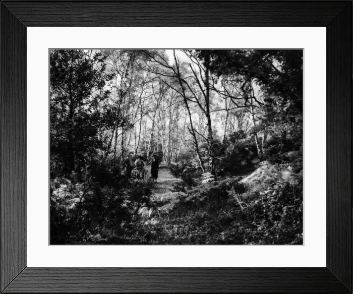 Framed Print : Wimbledon Common Framed Print : Wimbledon Common