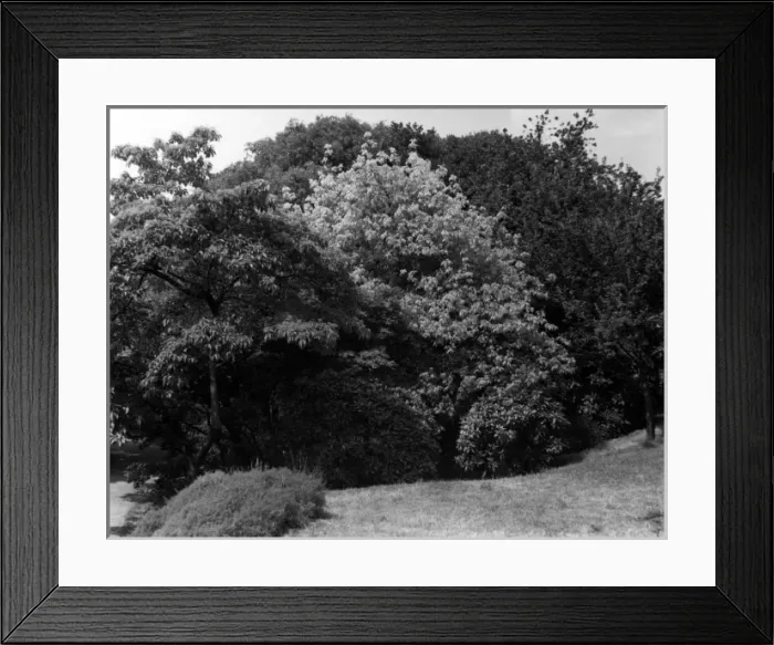 Framed Print : Greenwich Park Shrubbery Framed Print : Greenwich Park Shrubbery