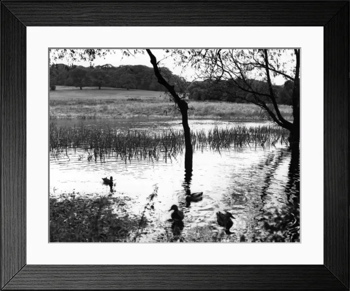 Framed Print : Highgate Ponds Framed Print : Highgate Ponds