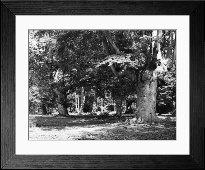 Framed Print : Burnham Beeches Framed Print : Burnham Beeches