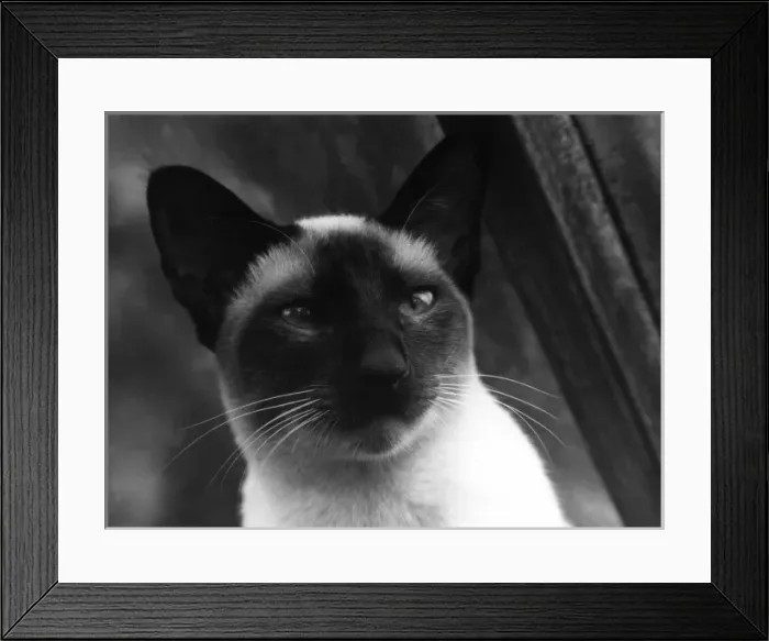 Framed Print : Siamese Cat Framed Print : Siamese Cat