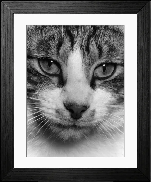 Framed Print : CATS EYES. Cats eyes. Date: 1960s Framed Print : CATS EYES. Cats eyes. Date: 1960s