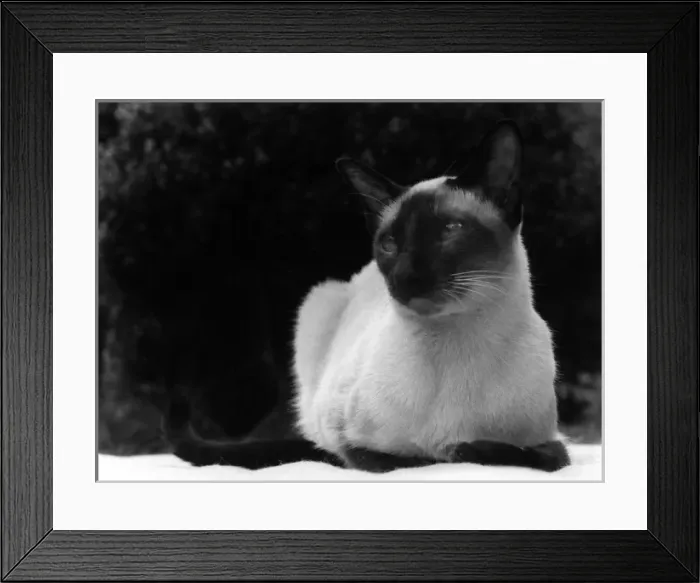 Framed Print : Siamese Cat Framed Print : Siamese Cat
