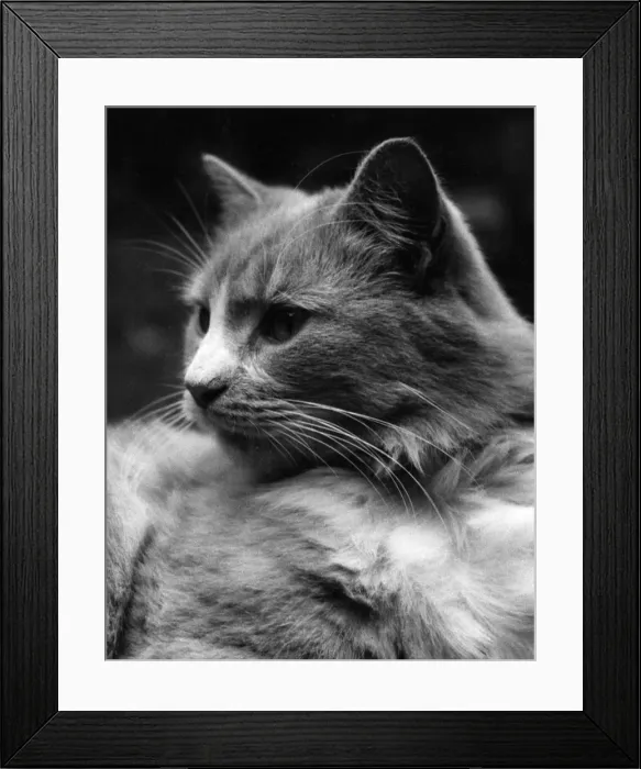 Framed Print : GINGER CAT Framed Print : GINGER CAT