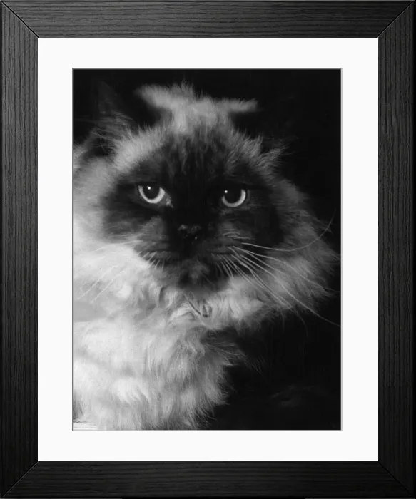 Framed Print : Long-Haired Siamese Cat Framed Print : Long-Haired Siamese Cat