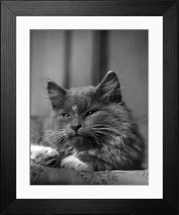 Framed Print : Content Cat Framed Print : Content Cat