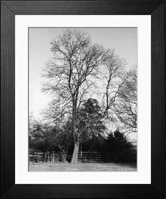 Framed Print : ASH TREE. An ash tree growing on Keuper Waterstones formation at Haughton Framed Print : ASH TREE. An ash tree growing on Keuper Waterstones formation at Haughton