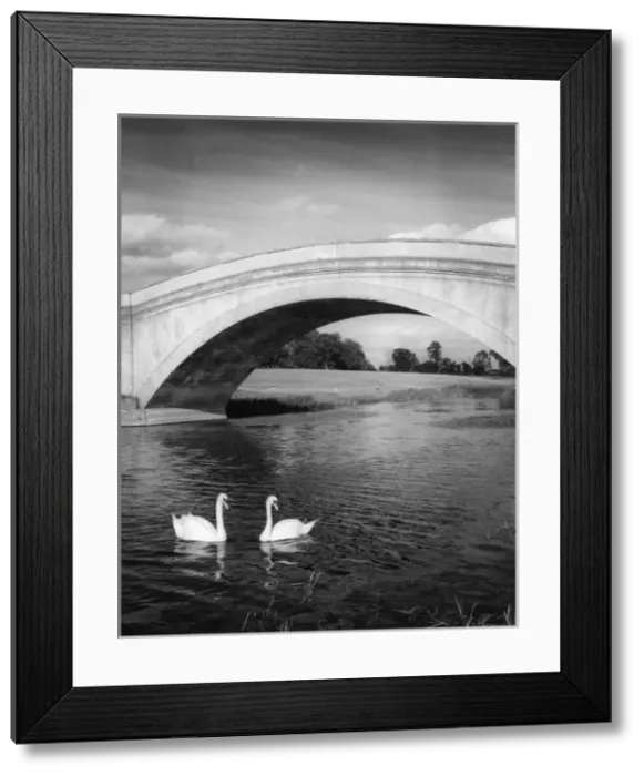 Framed Print : Swans & Bridge Framed Print : Swans & Bridge