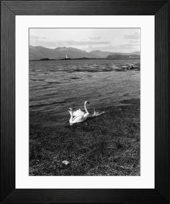 Framed Print : Swans & Cygnets Framed Print : Swans & Cygnets