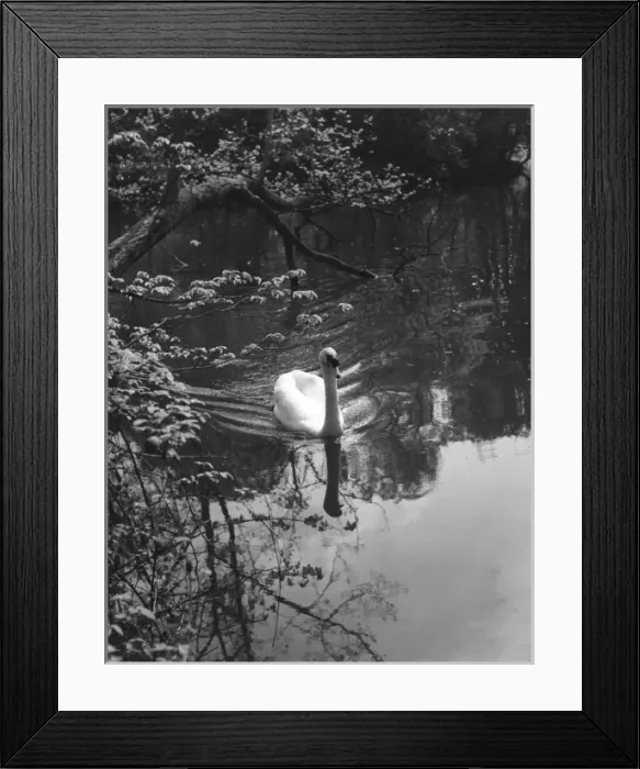 Framed Print : SWAN STUDY Framed Print : SWAN STUDY