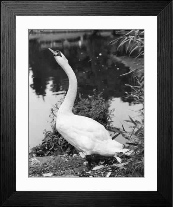 Framed Print : Swan Stretching its Neck Framed Print : Swan Stretching its Neck