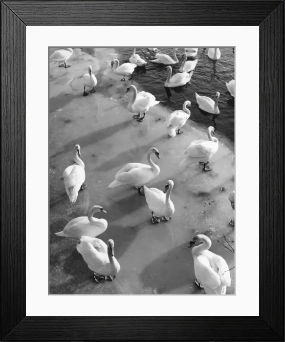 Framed Print : Frozen Swans Framed Print : Frozen Swans