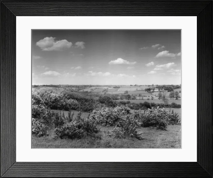 Framed Print : Gorse in Bloom Framed Print : Gorse in Bloom