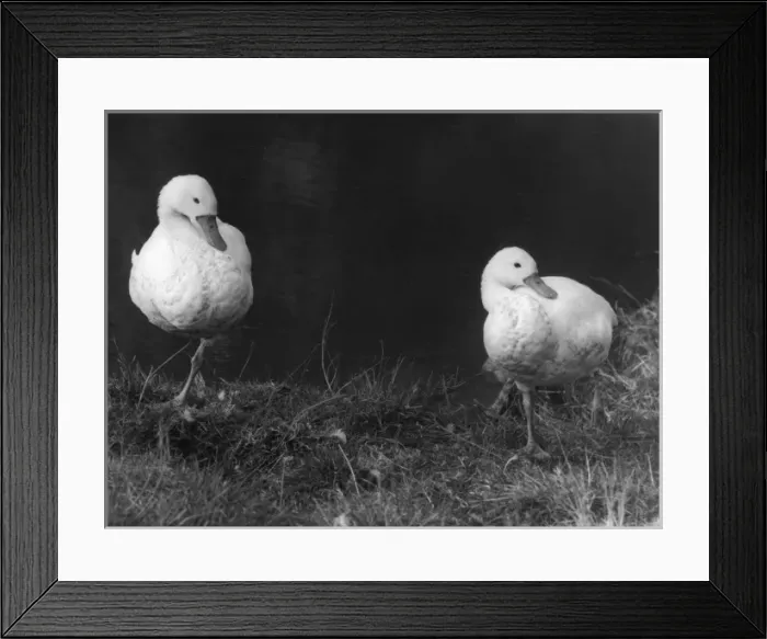Framed Print : Coscoroba Swans Framed Print : Coscoroba Swans