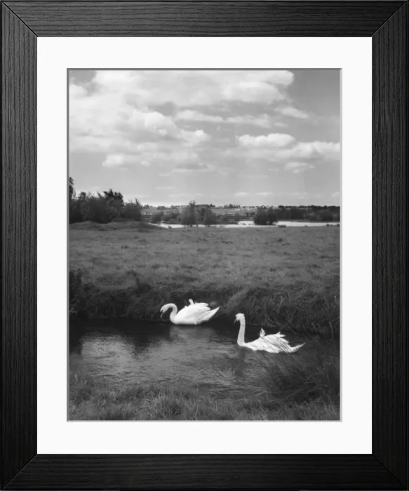 Framed Print : Swans on the River Nene