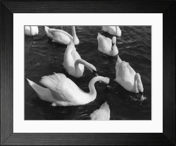 Framed Print : SWAN STUDY Framed Print : SWAN STUDY
