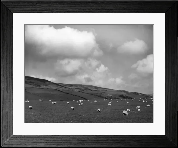 Framed Print : Welsh Sheep Grazing Framed Print : Welsh Sheep Grazing