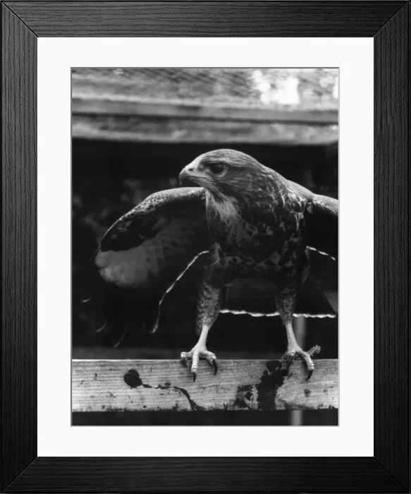 Framed Print : BUZZARD. A Buzzard. Date: 1960s Framed Print : BUZZARD. A Buzzard. Date: 1960s