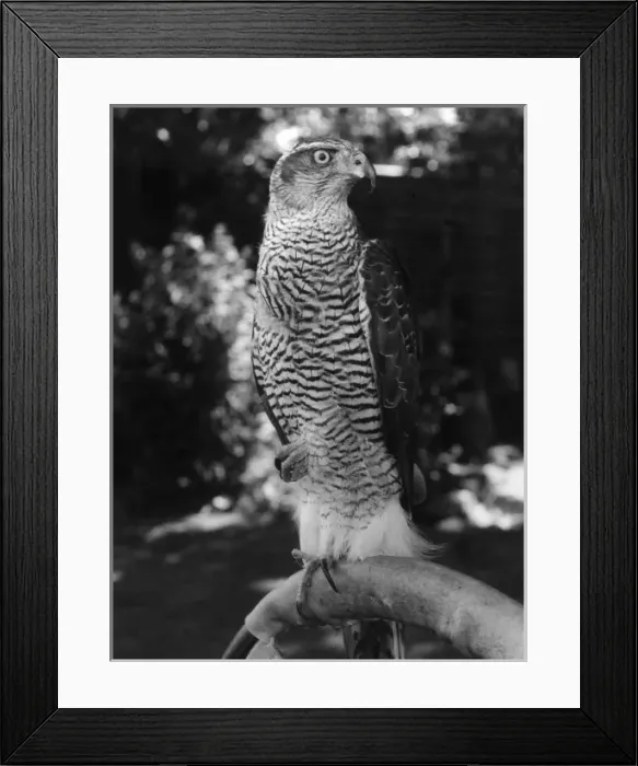 Framed Print : A GOSHAWK. A Goshawk. Date: 1960s Framed Print : A GOSHAWK. A Goshawk. Date: 1960s