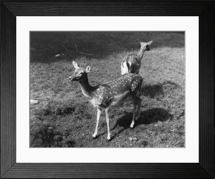 Framed Print : Fallow Deer Framed Print : Fallow Deer