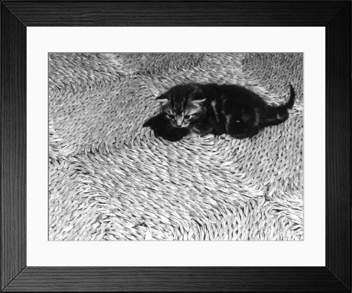 Framed Print : Woven Kitten Framed Print : Woven Kitten