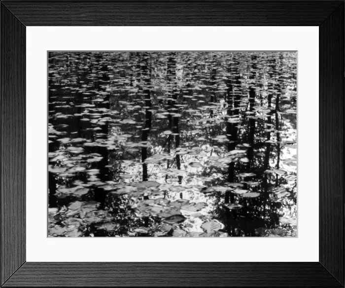 Framed Print : Leaves on Water Framed Print : Leaves on Water