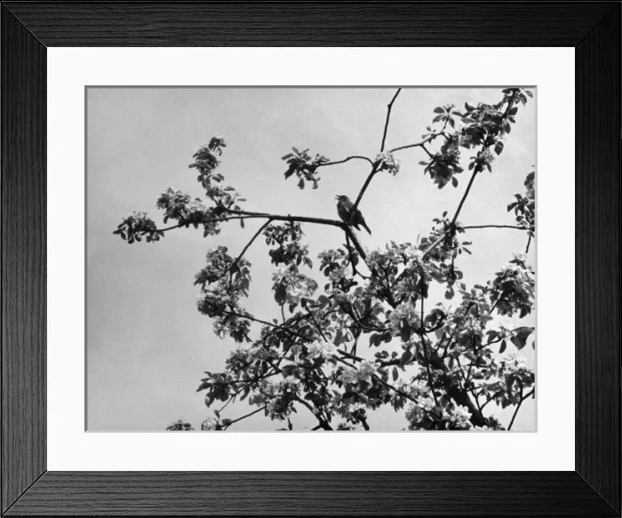Framed Print : Thrush in an Apple Tree Framed Print : Thrush in an Apple Tree