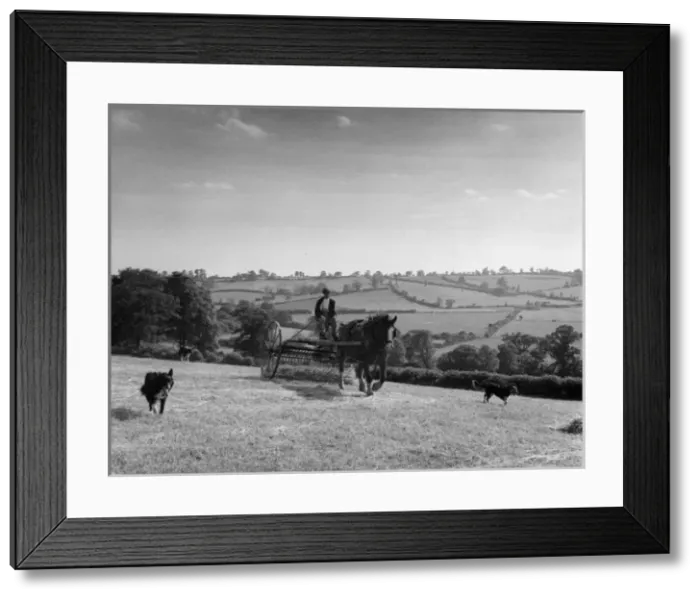 Framed Print : Horse-Drawn Hay Rake Framed Print : Horse-Drawn Hay Rake