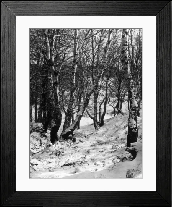 Framed Print : Snowy Woods Framed Print : Snowy Woods