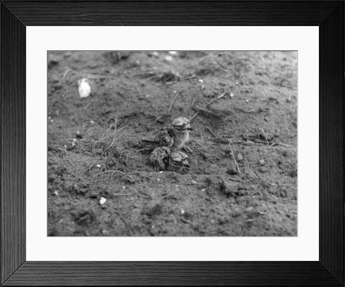 Framed Print : Birds / Lapwing Chicks Framed Print : Birds / Lapwing Chicks