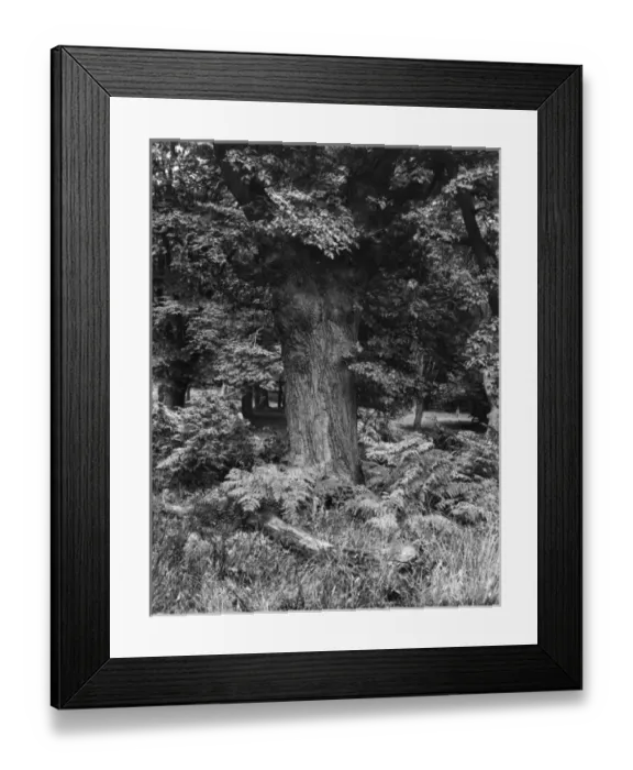 Framed Print : BRACKEN. Bracken in Epping Forest, Essex, England. Date: 1930s Framed Print : BRACKEN. Bracken in Epping Forest, Essex, England. Date: 1930s