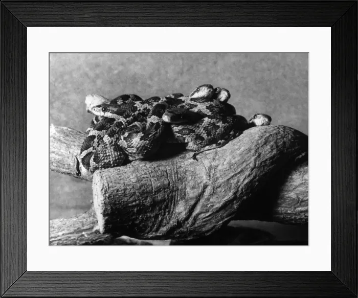 Framed Print : Texas Rattlesnakes Framed Print : Texas Rattlesnakes