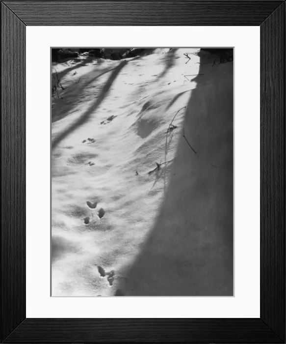 Framed Print : Squirrel Tracks in Snow Framed Print : Squirrel Tracks in Snow