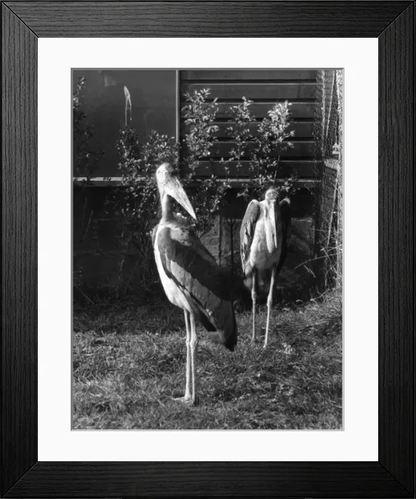 Framed Print : Marabou Storks Framed Print : Marabou Storks