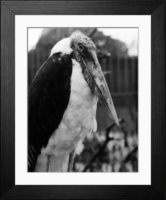 Framed Print : Adjutant Stork Framed Print : Adjutant Stork