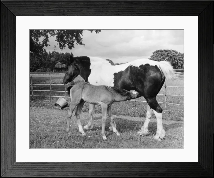Framed Print : Mare & Foal Framed Print : Mare & Foal