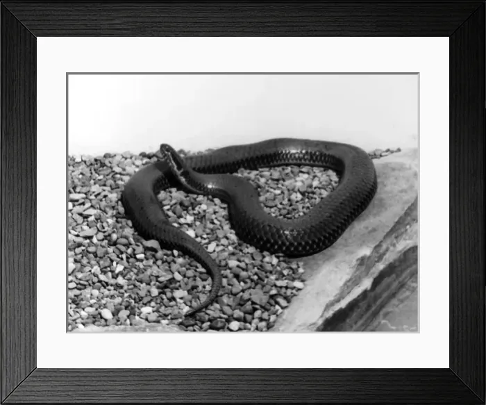 Framed Print : A SNAKE. A snake. Date: 1960s Framed Print : A SNAKE. A snake. Date: 1960s