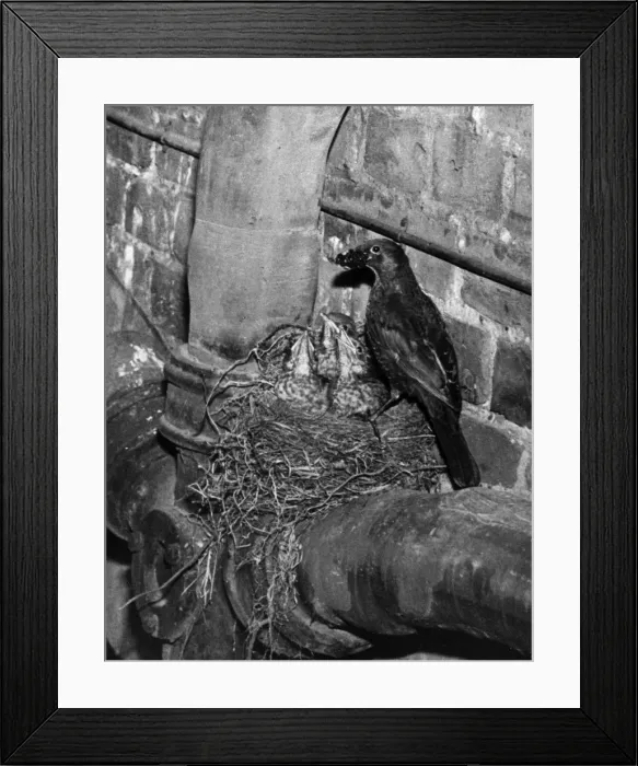 Framed Print : Birds / Blackbird Framed Print : Birds / Blackbird
