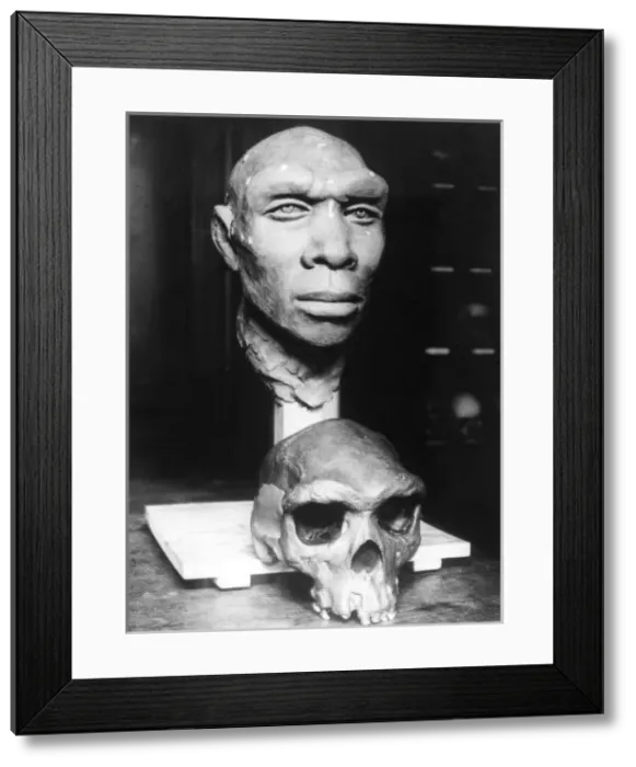 Framed Print : Skull Reconstruction Framed Print : Skull Reconstruction